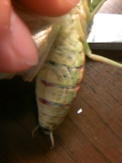 ハリガネムシの模様