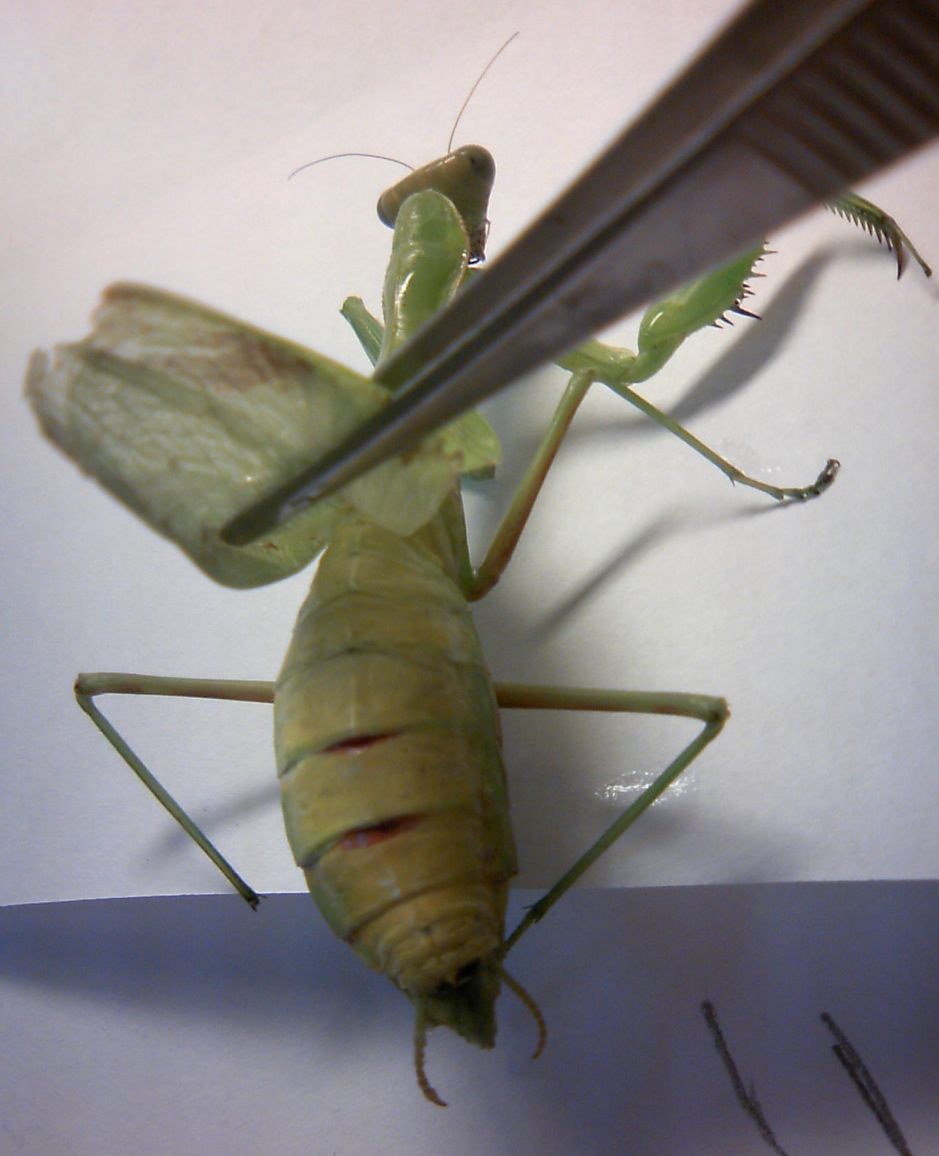 ハリガネムシ捕まえた