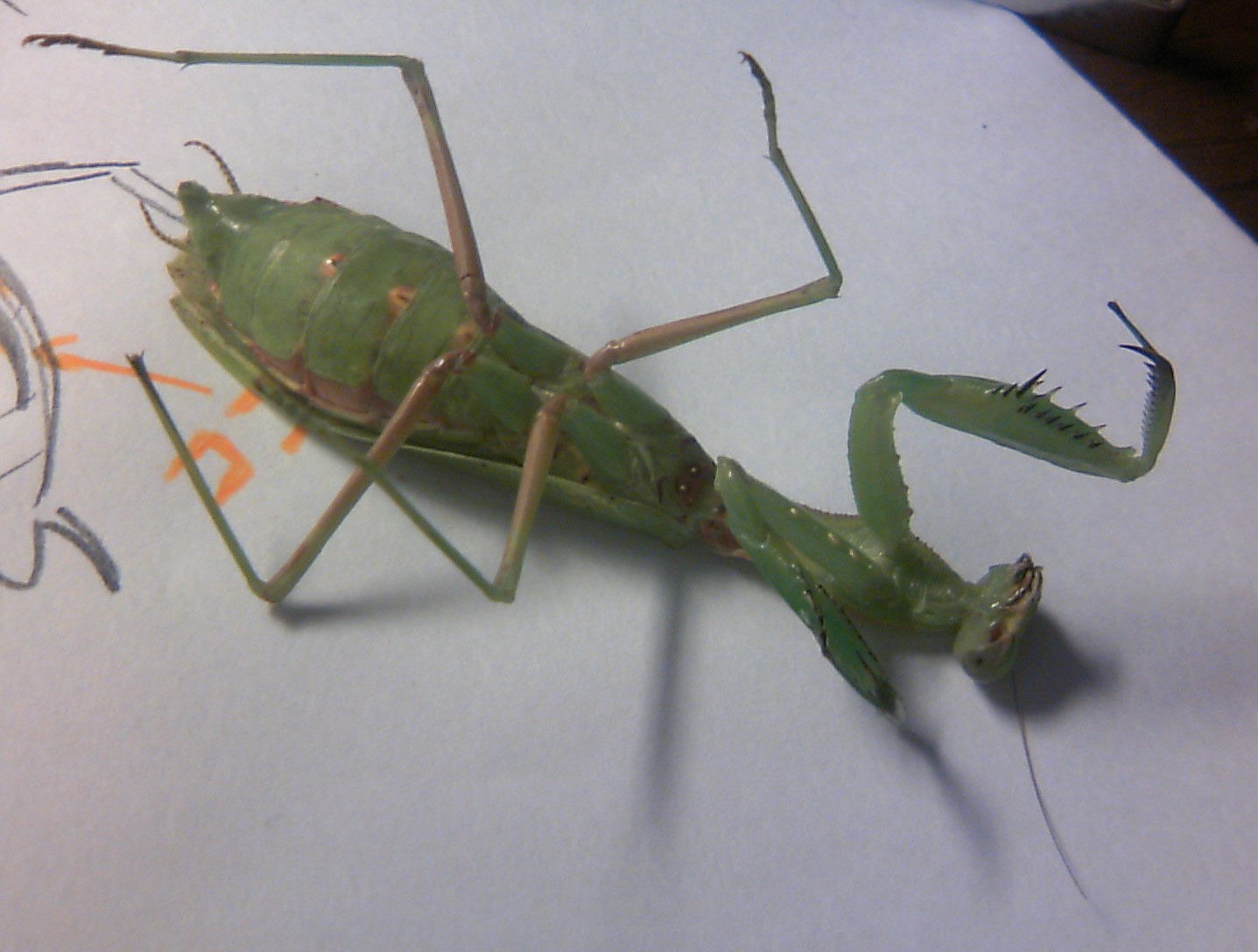 ハリガネムシ捕まえた