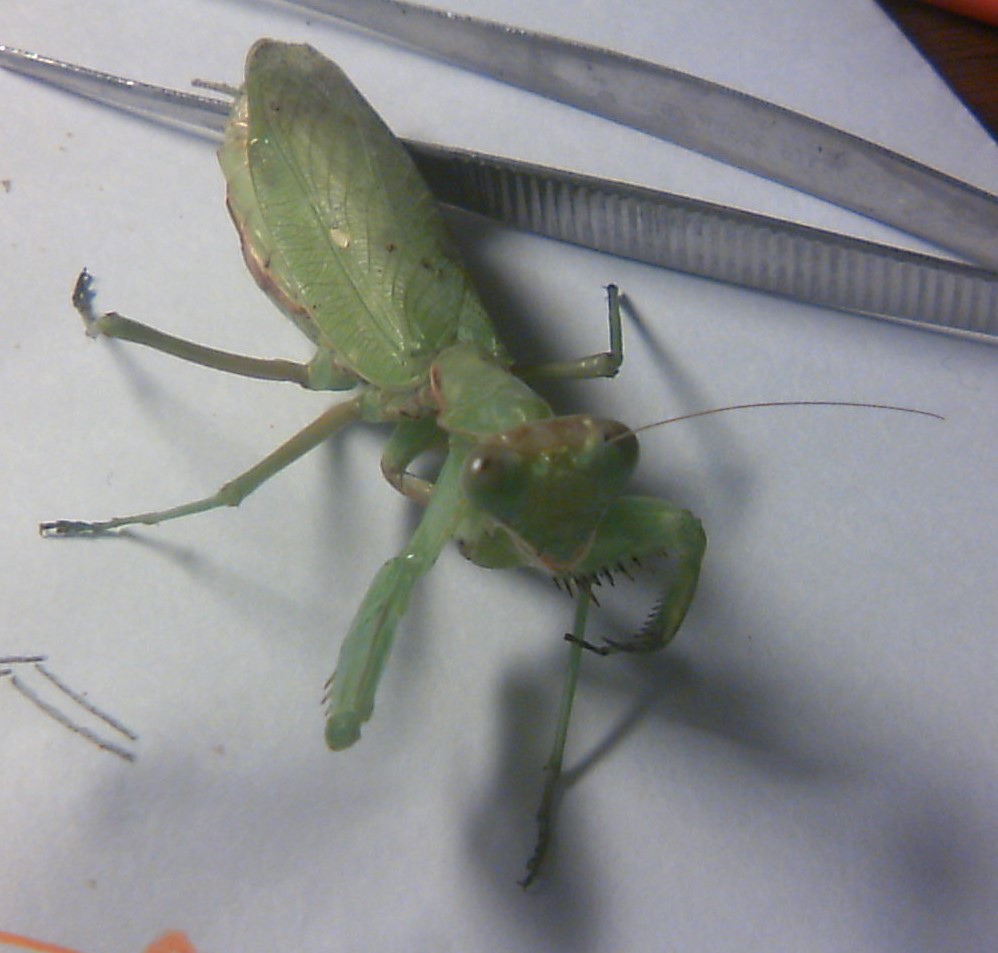 ハリガネムシ捕まえた