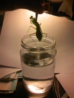 ハリガネムシ捕まえた