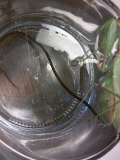 ハリガネムシ捕まえた