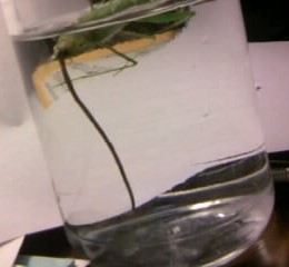 ハリガネムシ捕まえた