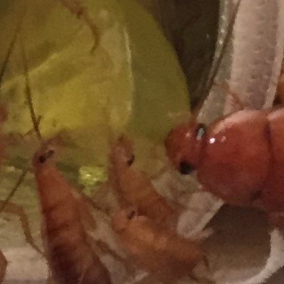 レッドローチに昆虫ゼリー