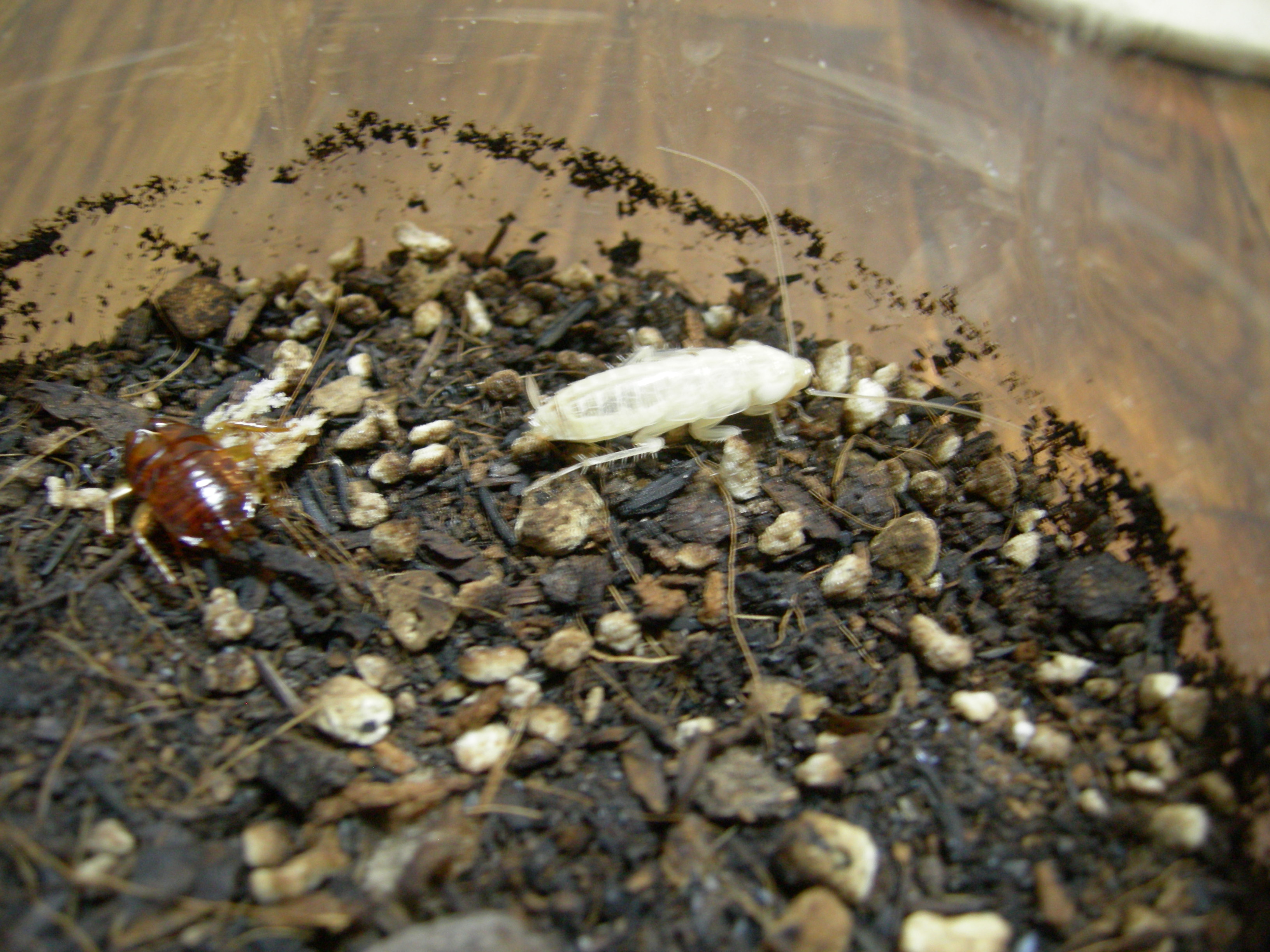 白いクロゴキブリ