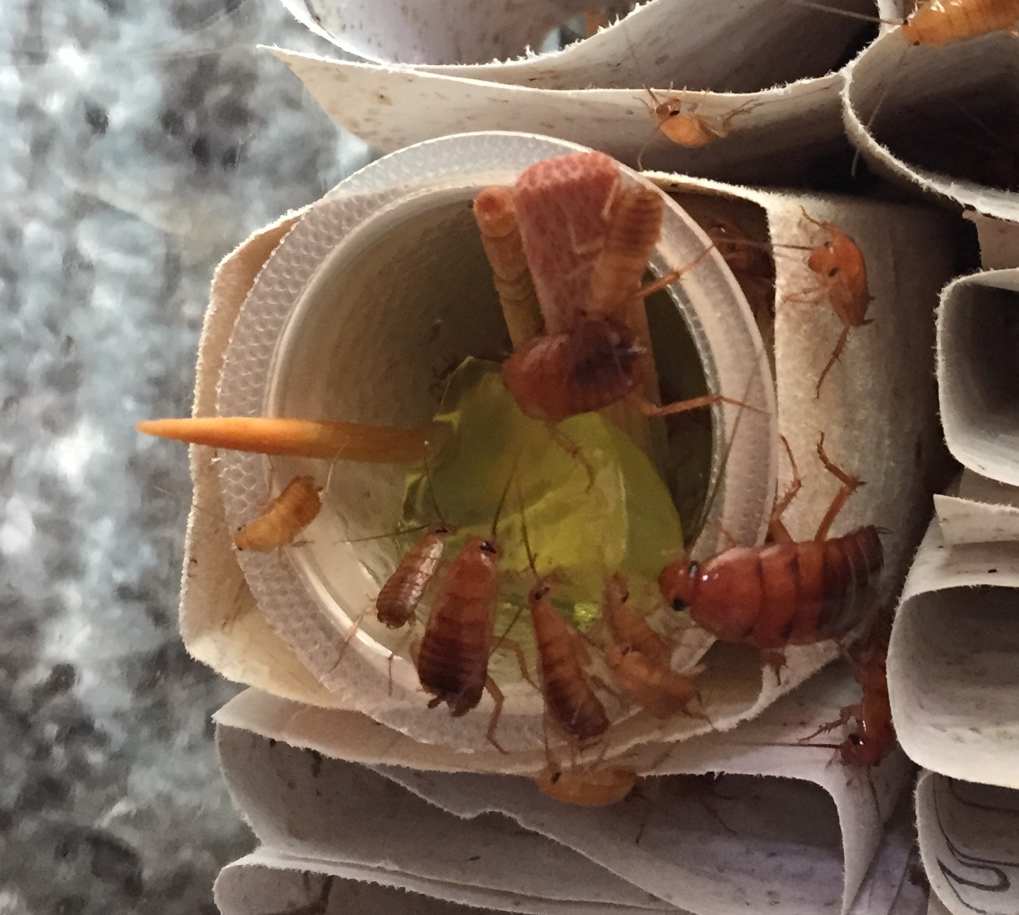 レッドローチに昆虫ゼリー