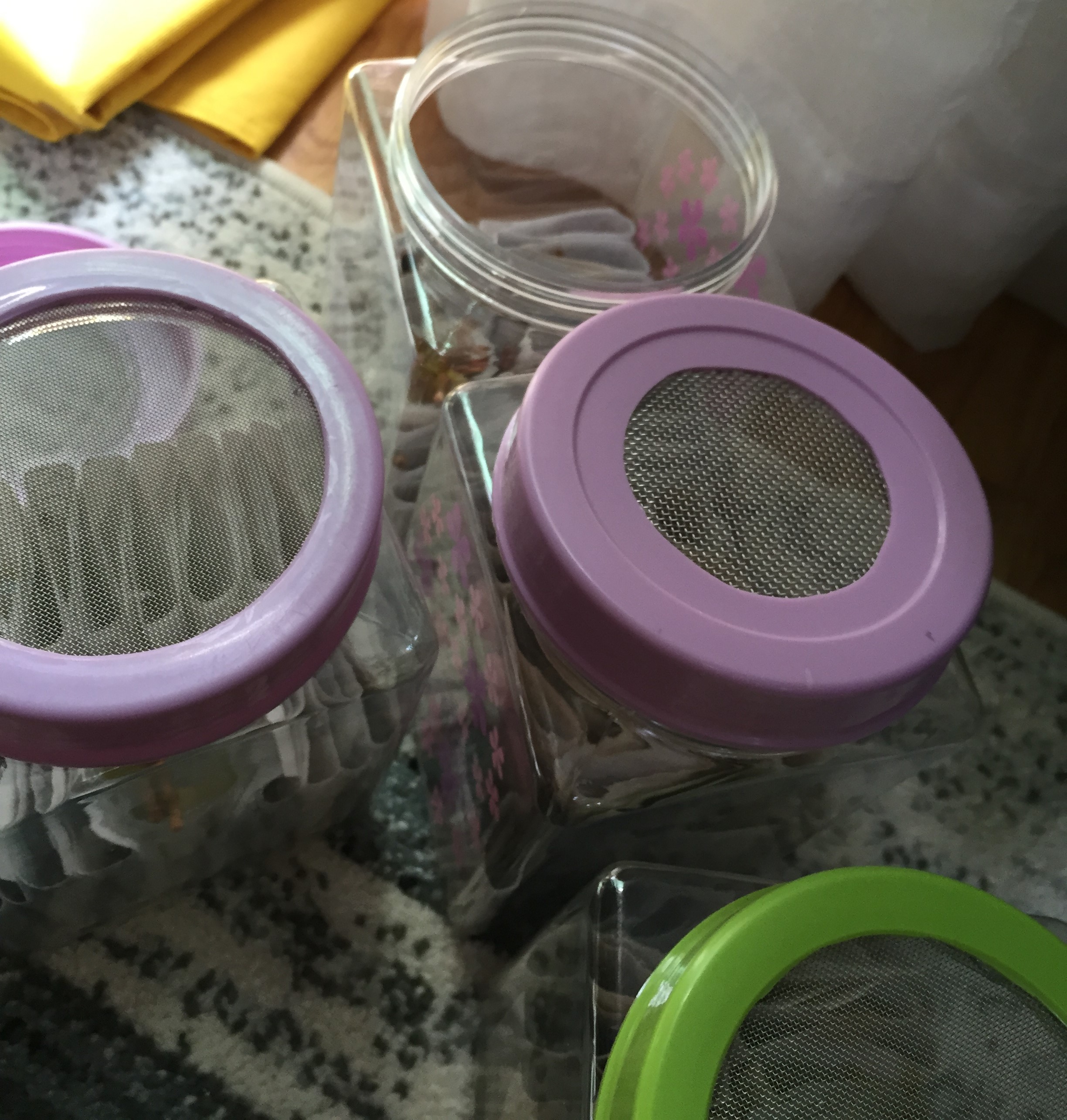 レッドローチに昆虫ゼリー