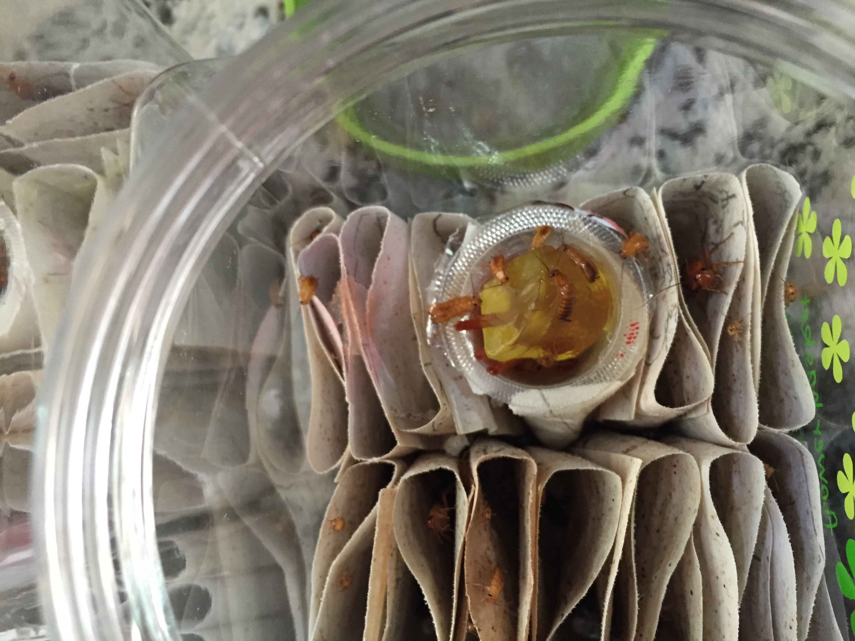 レッドローチに昆虫ゼリー