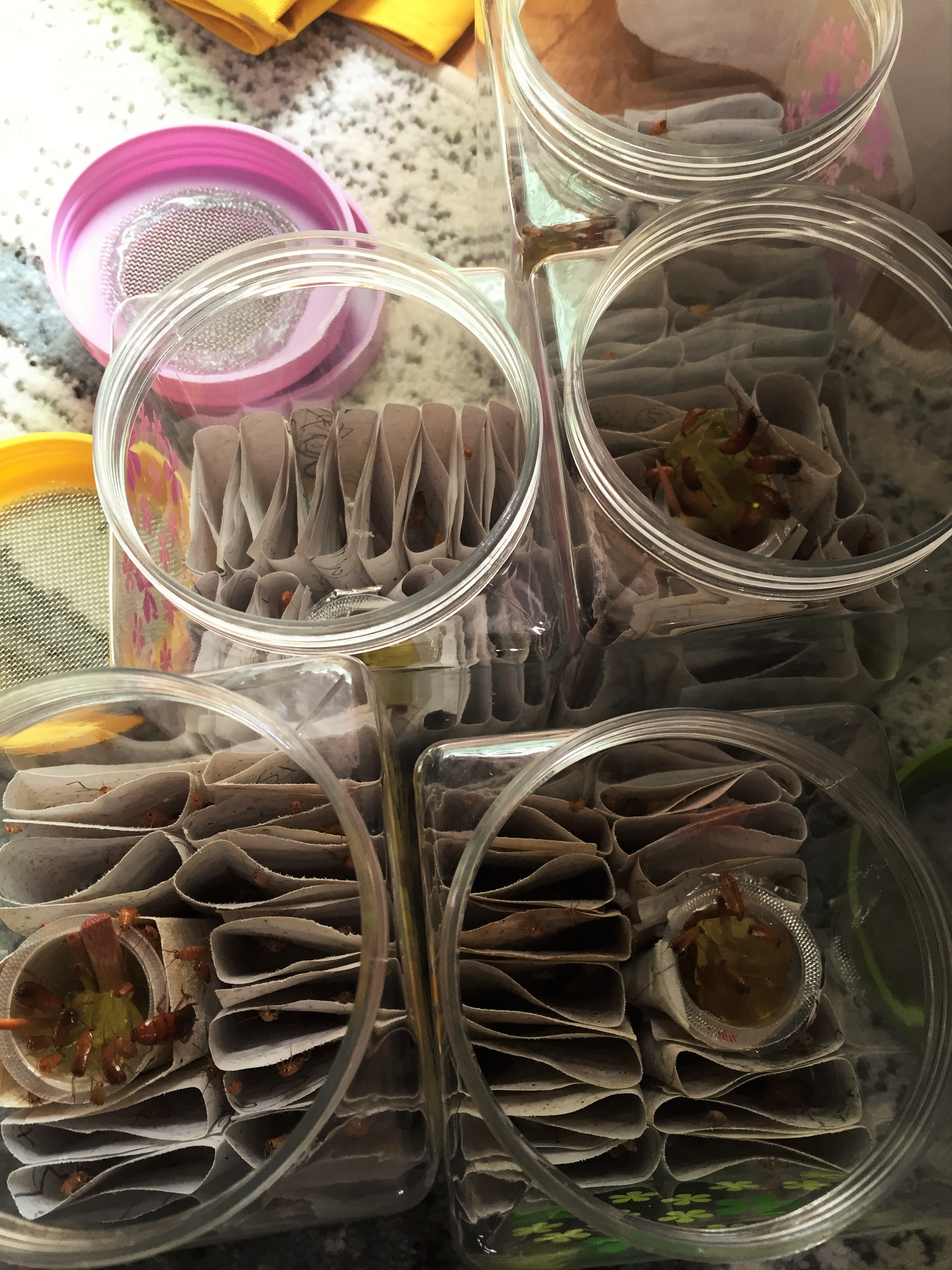 白いクロゴキブリ