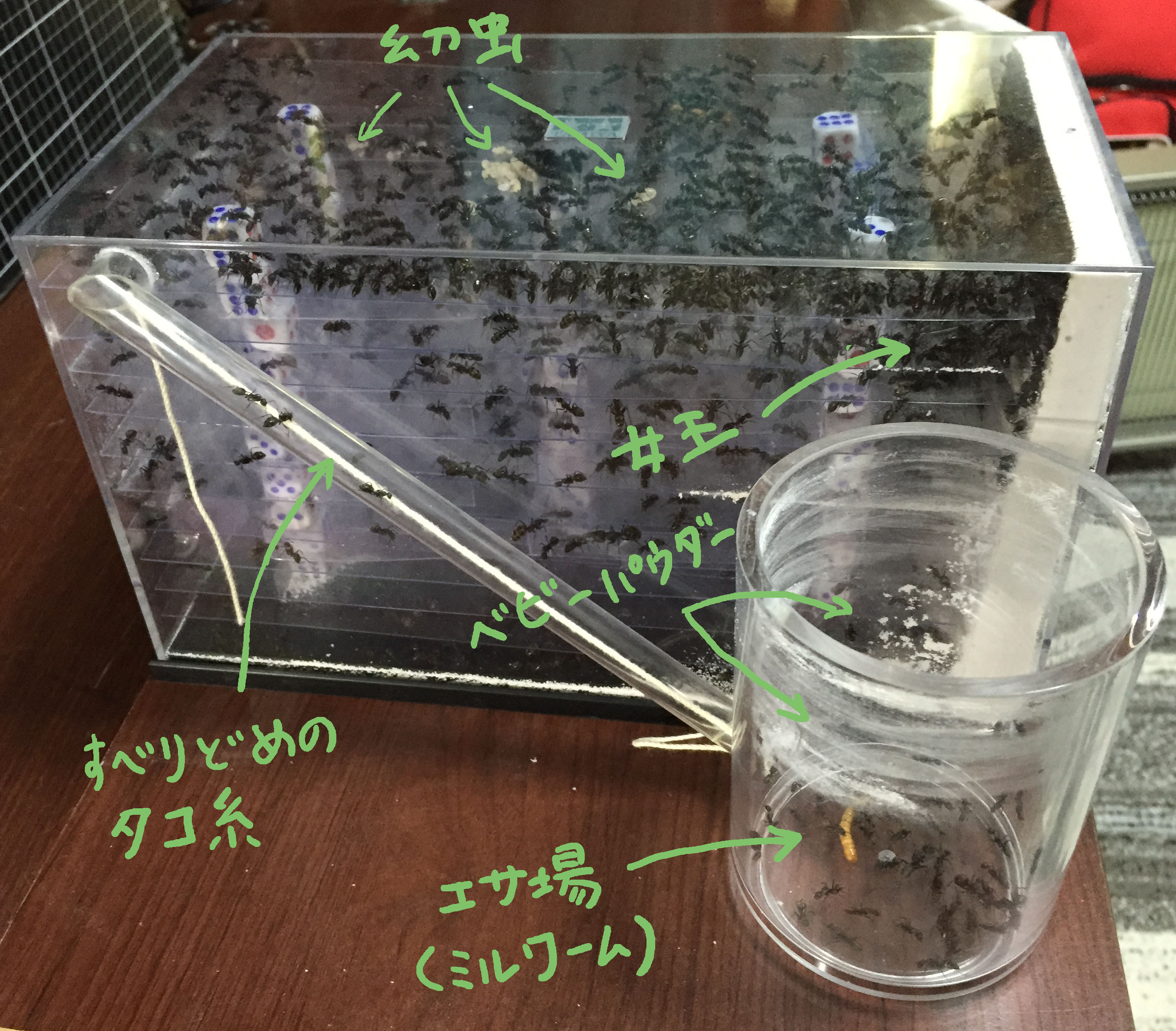 クロオオアリの餌場
