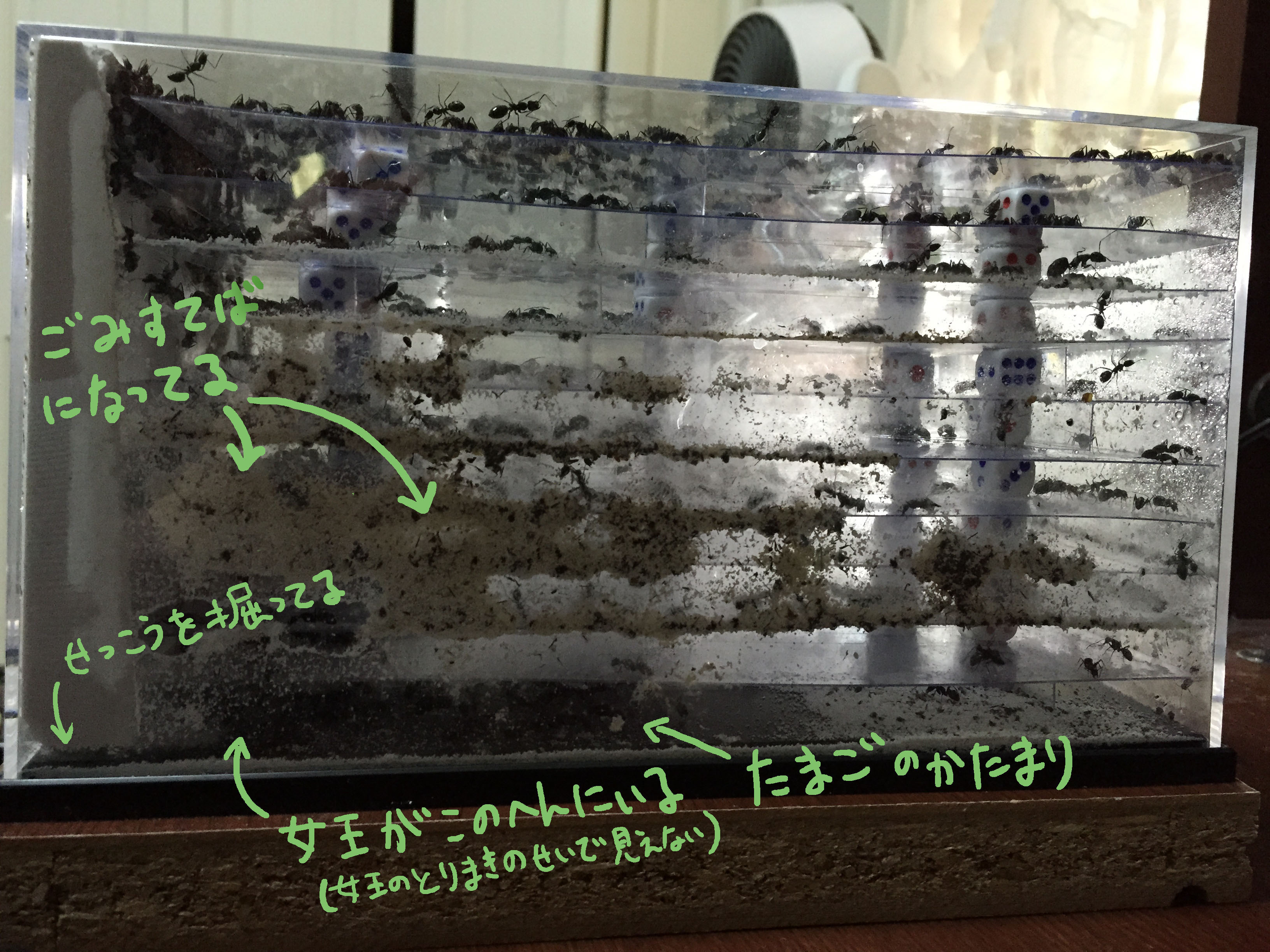 クロオオアリの餌場
