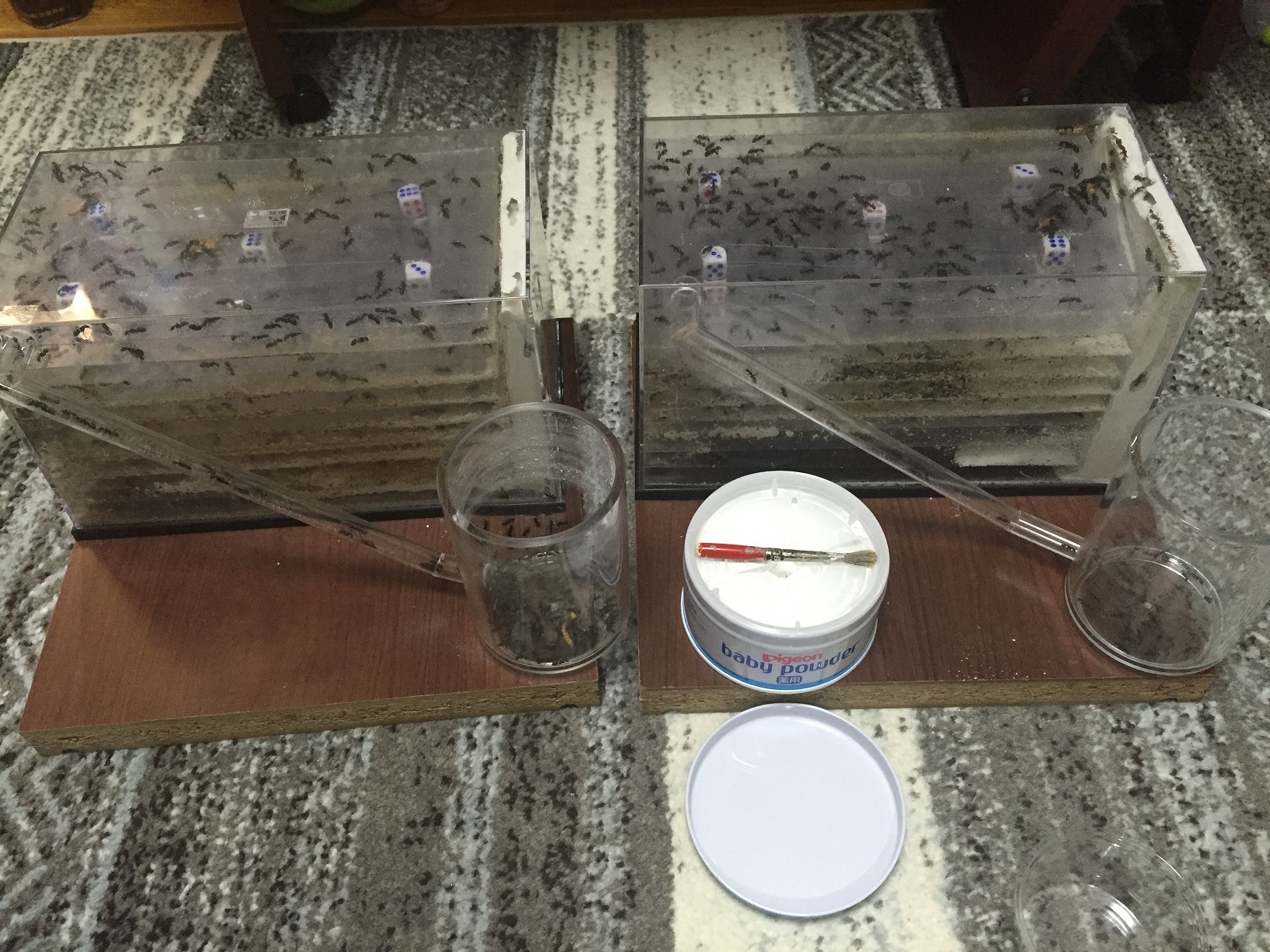 クロオオアリの飼育４年目