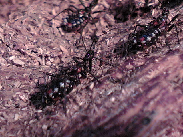 サシガメ飼育法