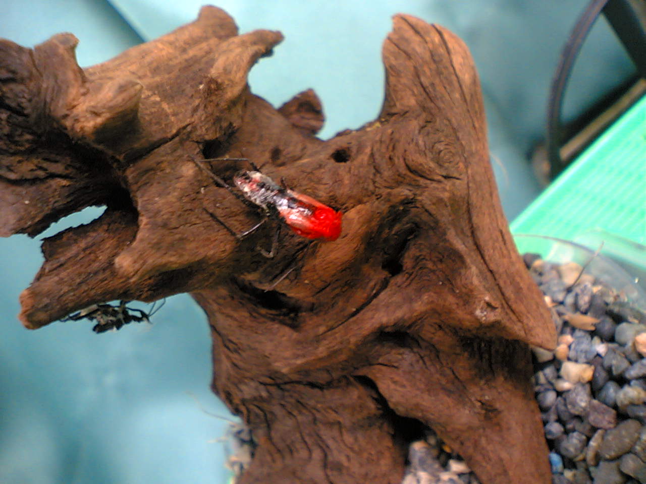 ヨコズナサシガメ脱皮