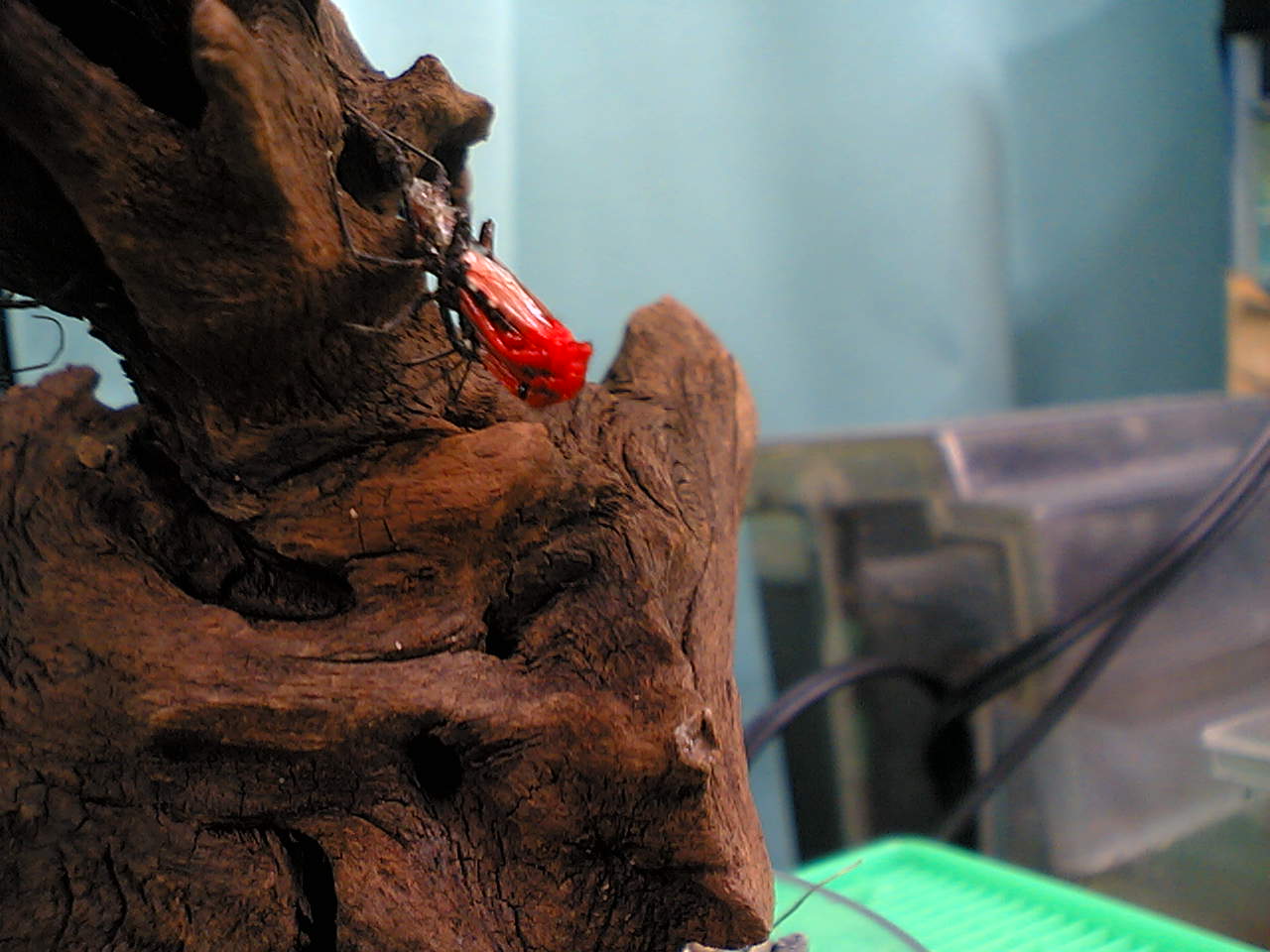 ヨコズナサシガメ脱皮