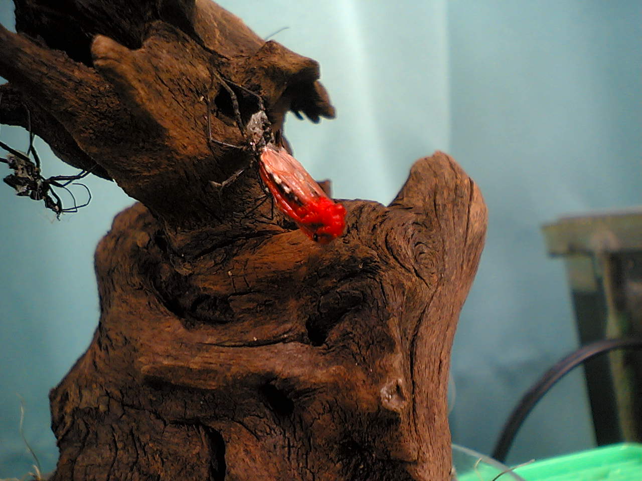 サシガメ飼育法