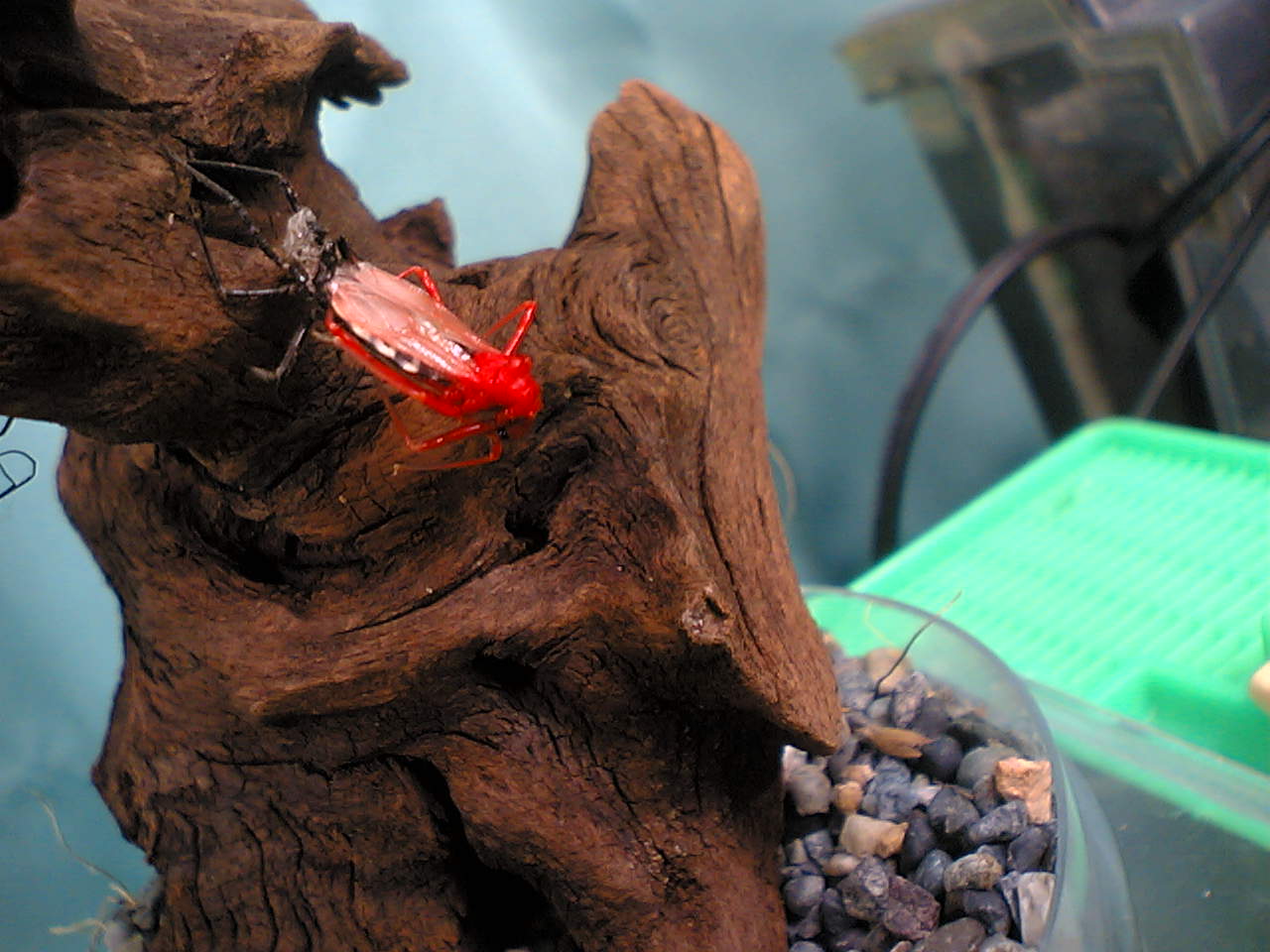 ヨコヅナサシガメ脱皮