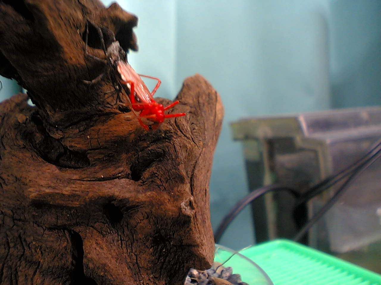 ヨコズナサシガメ飼育してみた