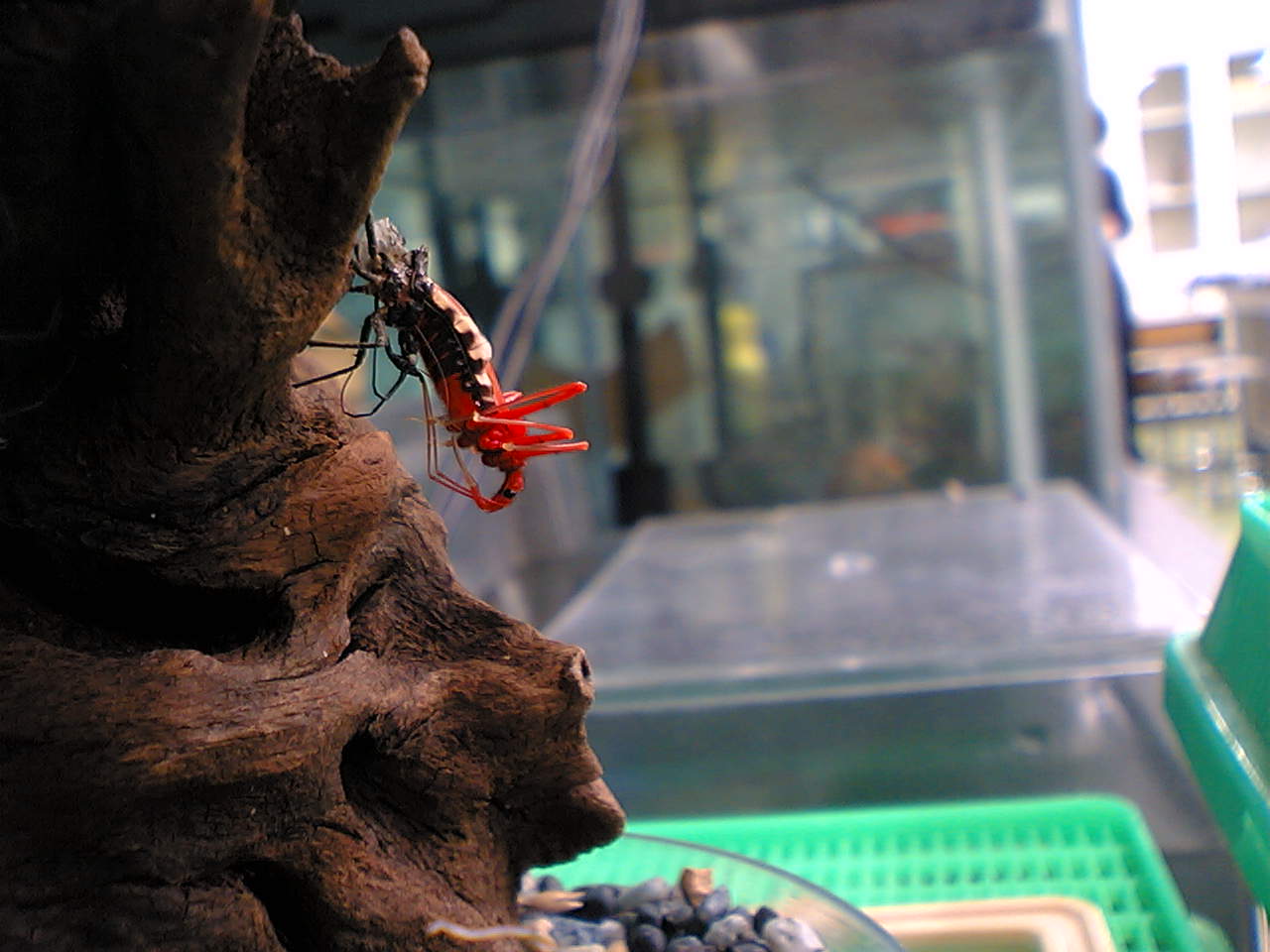 サシガメ飼育法