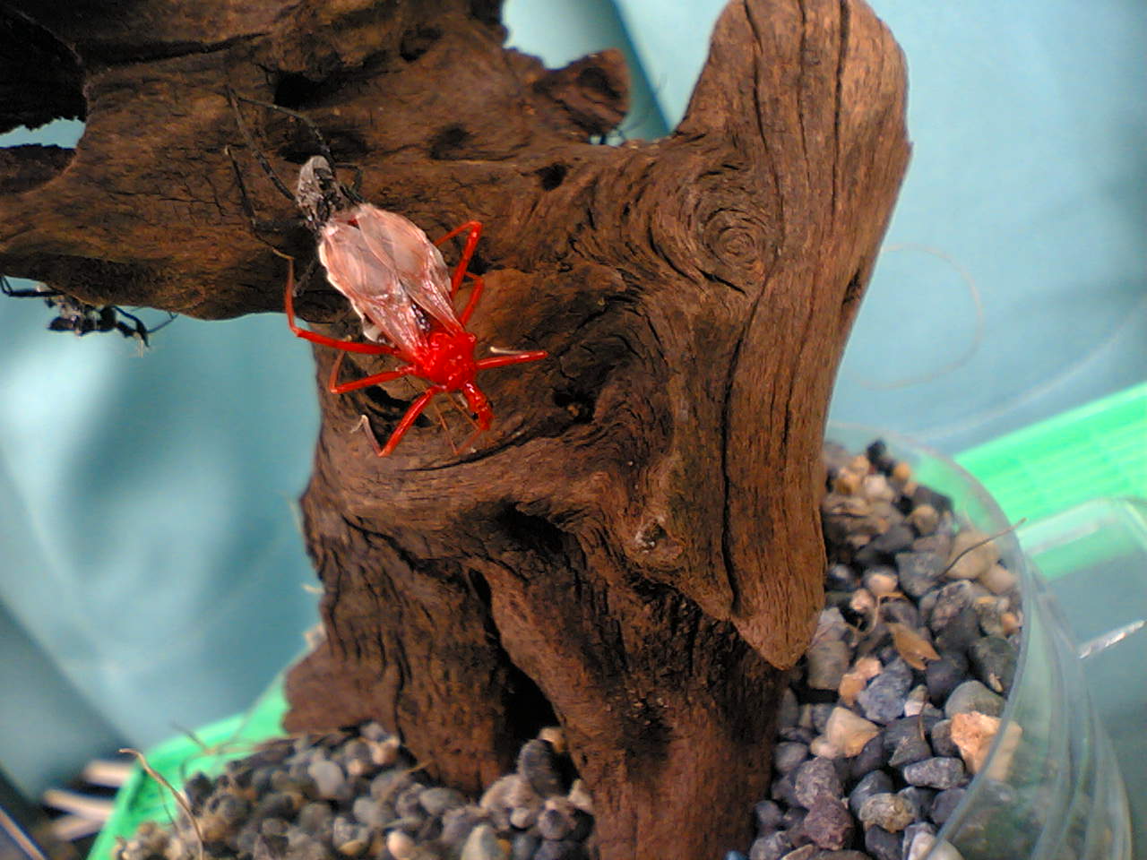 ヨコズナサシガメ脱皮