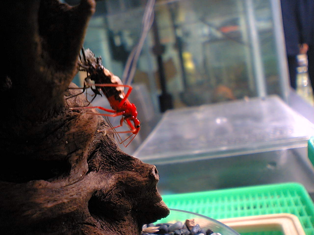 サシガメ飼育法