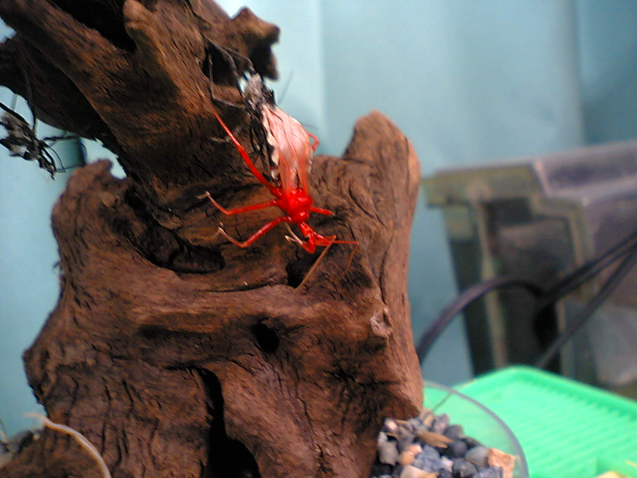 サシガメ飼育法