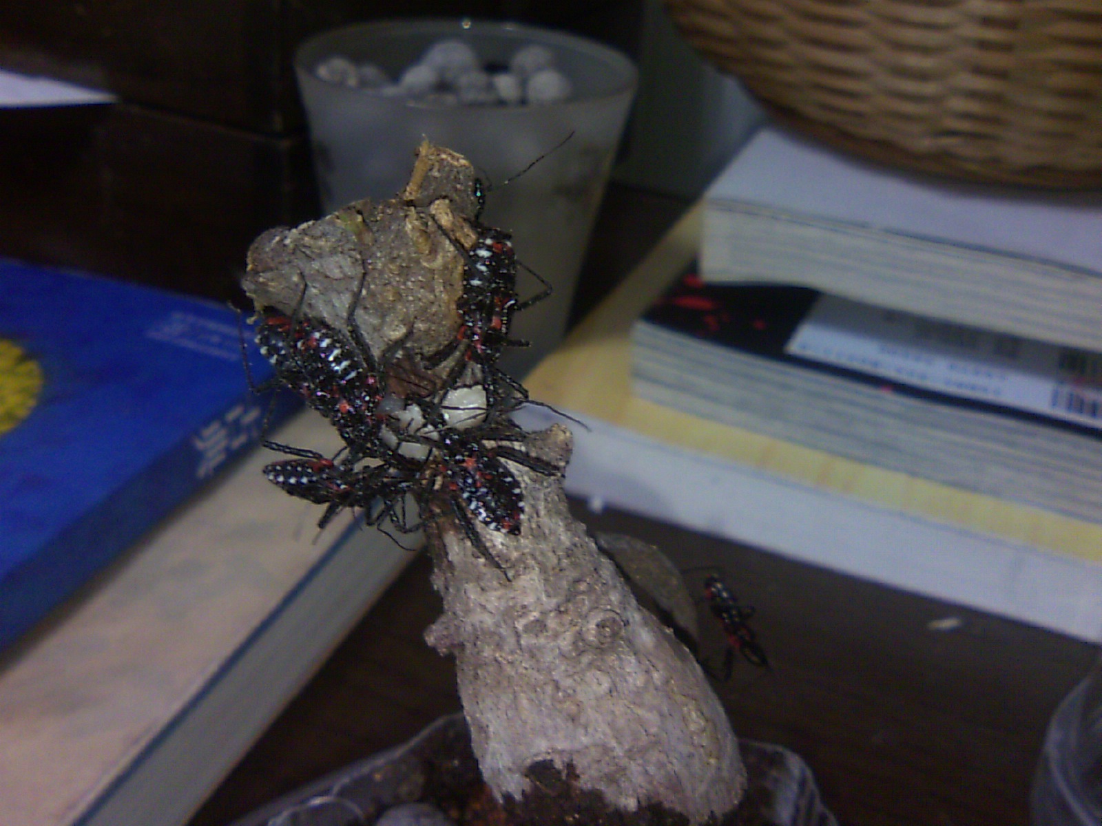 ヨコヅナサシガメ捕食