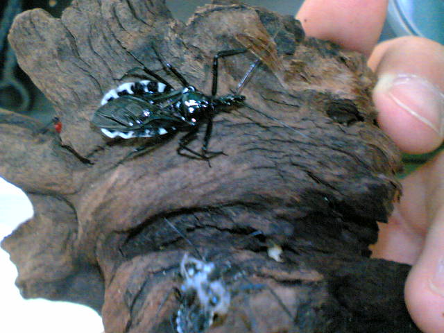 ヨコヅナサシガメ成虫