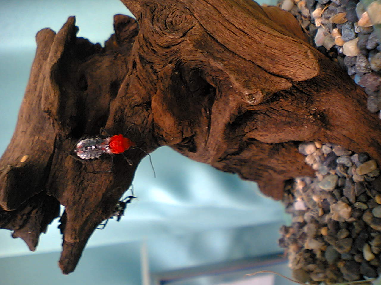 ヨコズナサシガメ飼育法