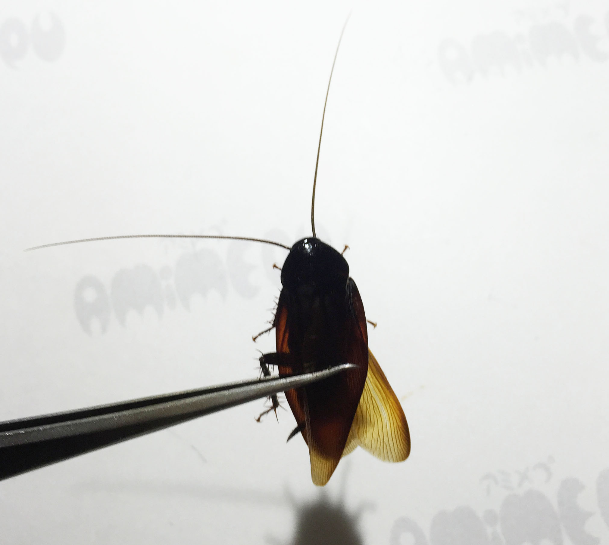 ゴキブリのガセネタ