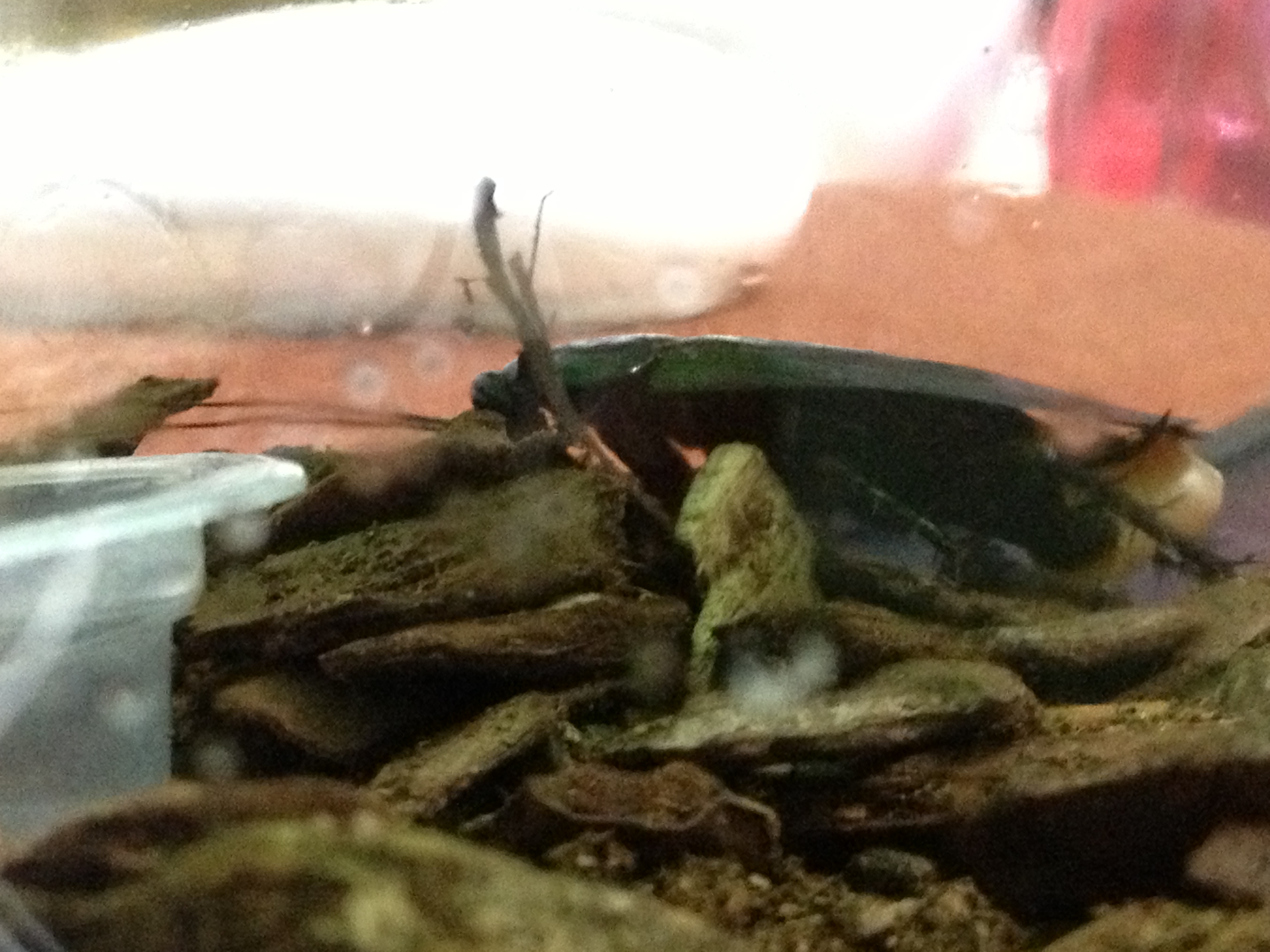 ゴキブリのガセネタ