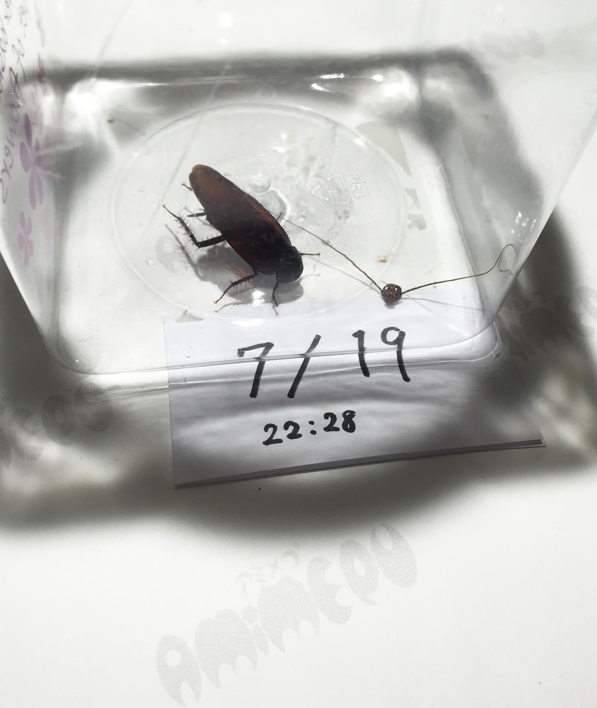 ゴキブリのガセネタ