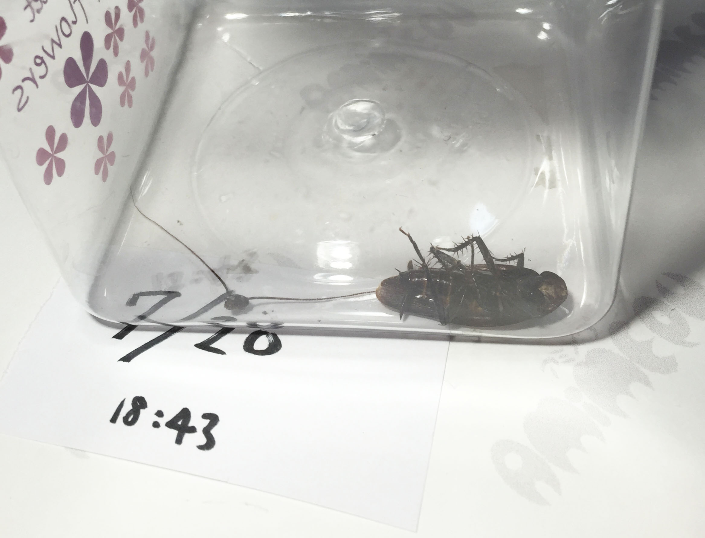 ゴキブリのガセネタ