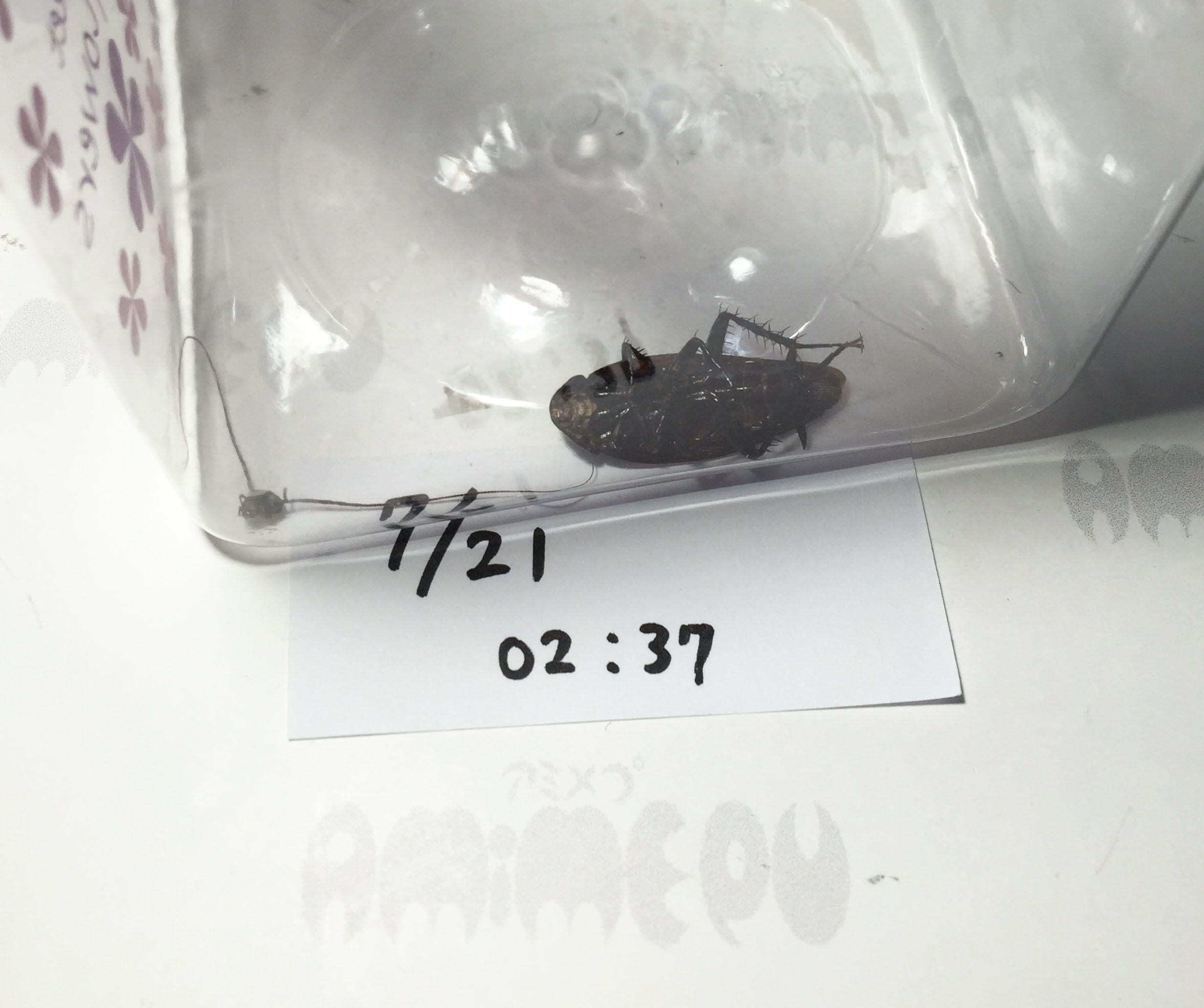 ゴキブリのガセネタ