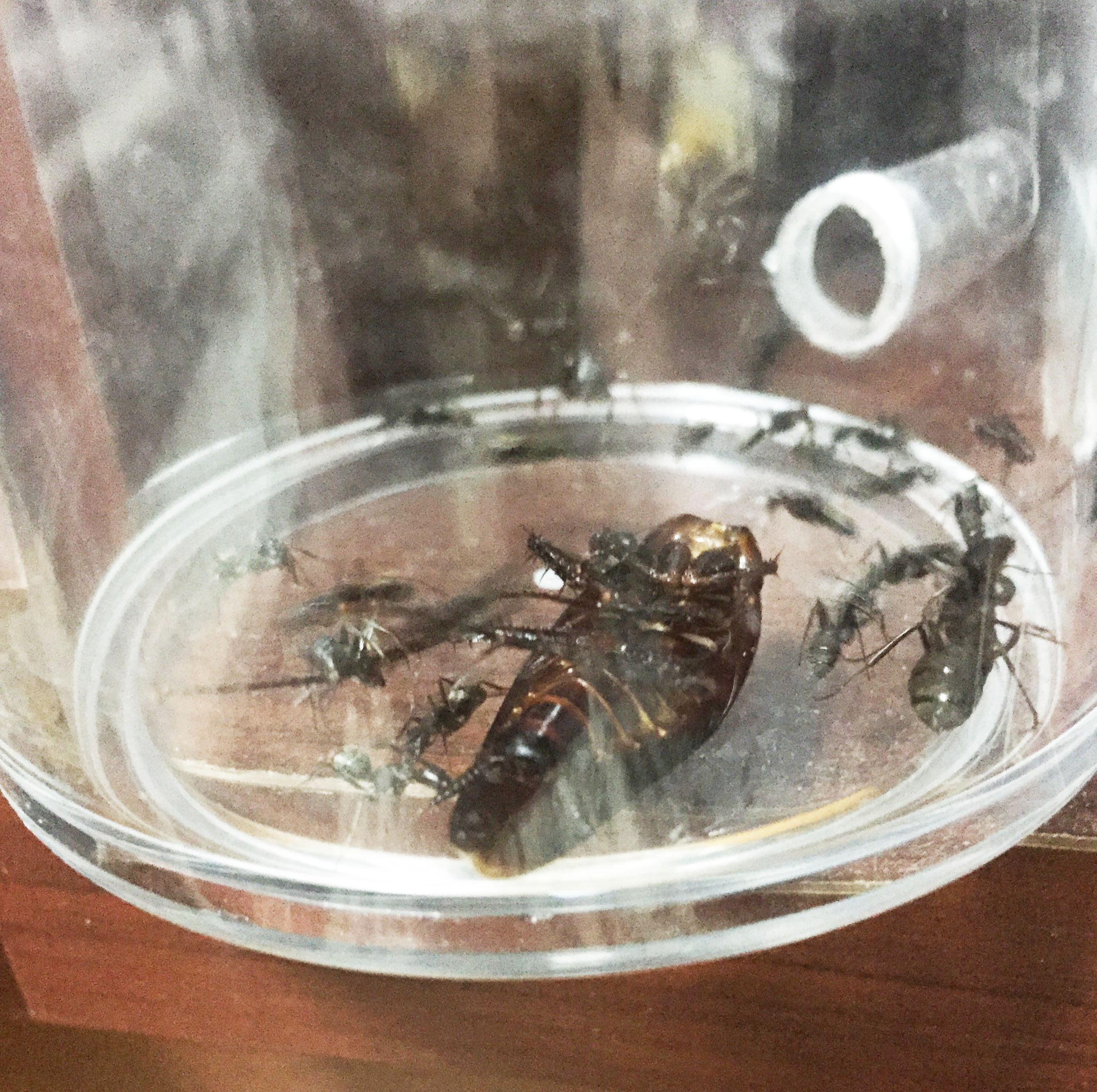 ゴキブリのガセネタ