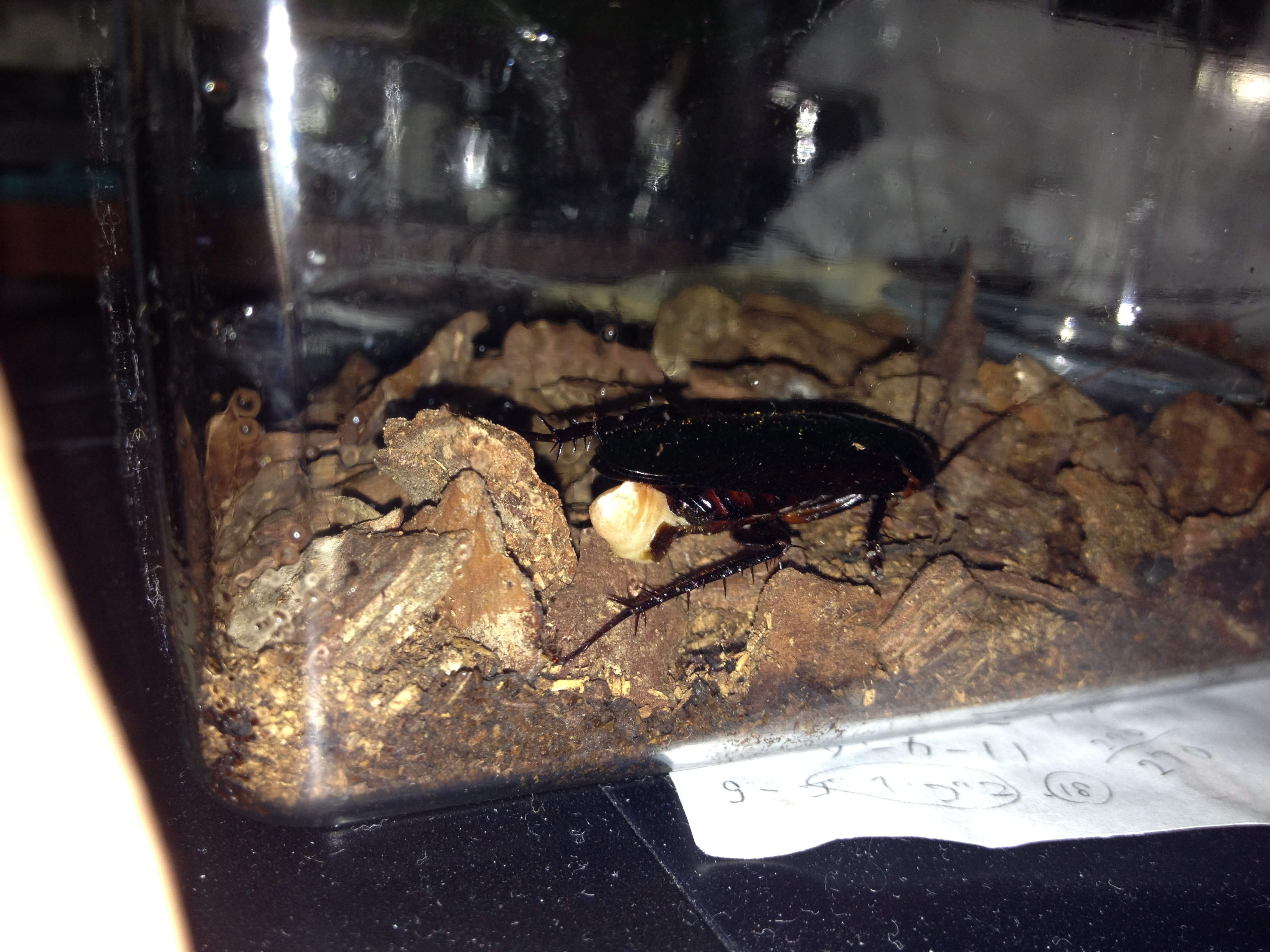 ゴキブリのガセネタ