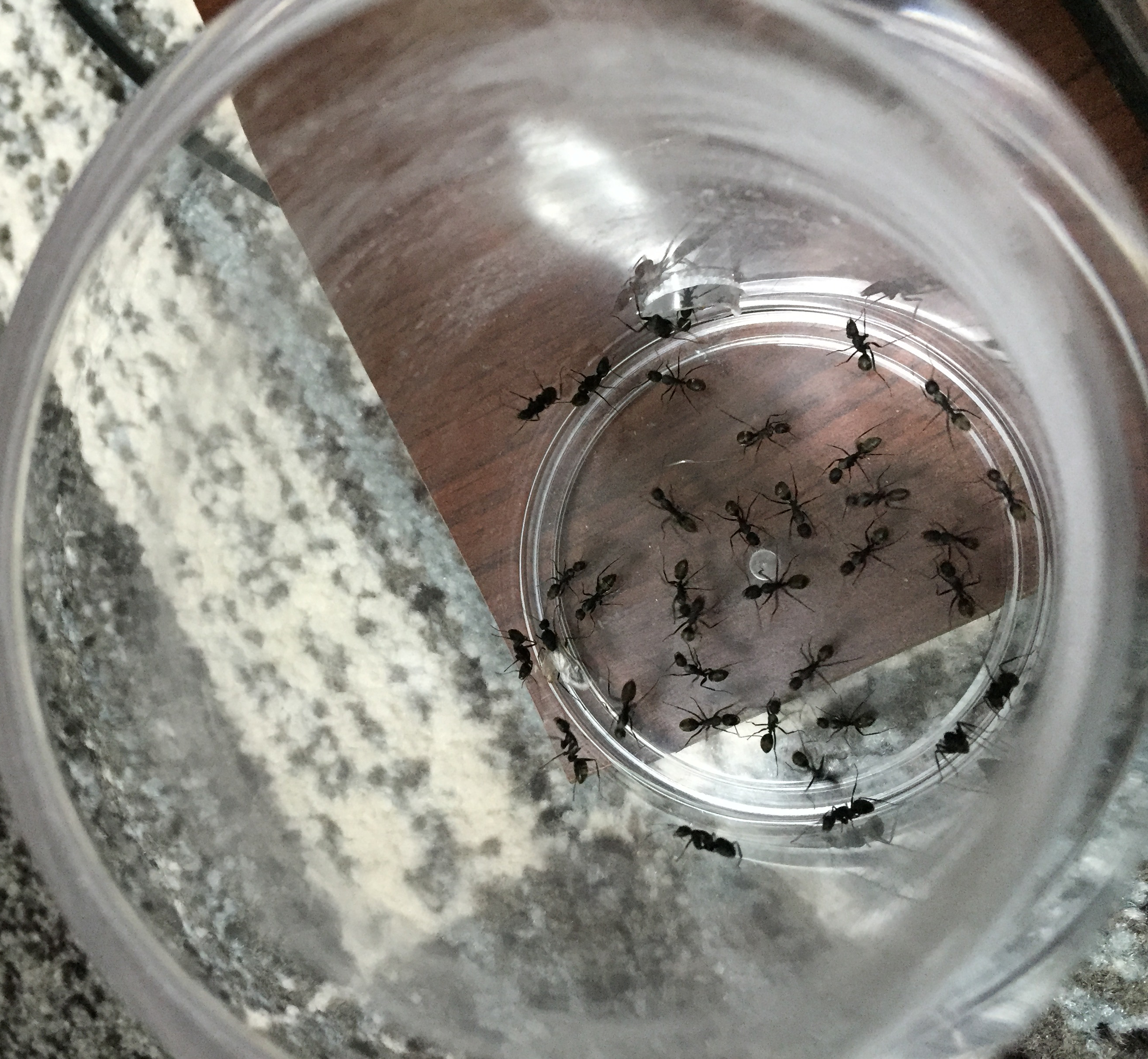 クロオオアリのオス