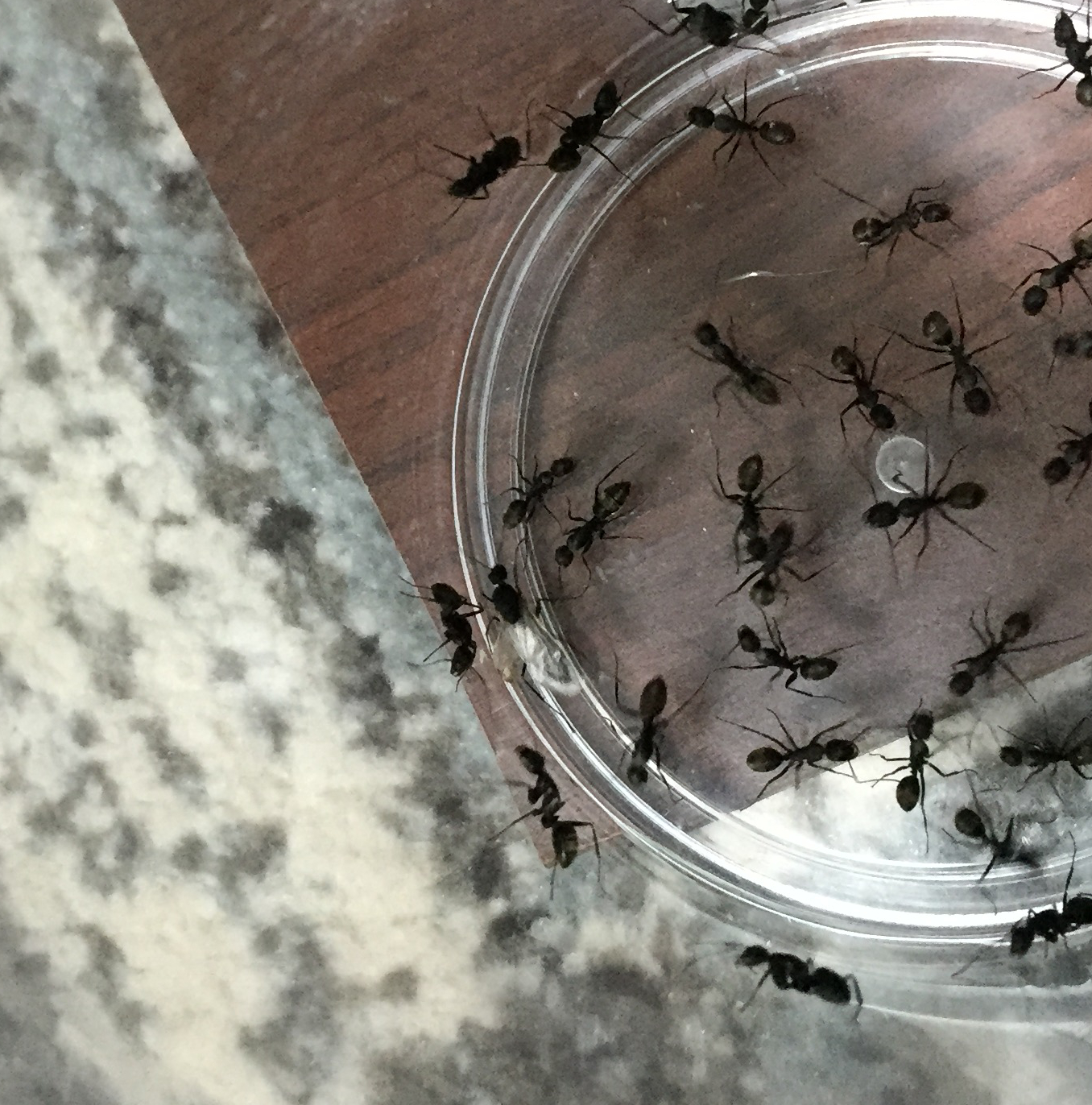 クロオオアリのオス