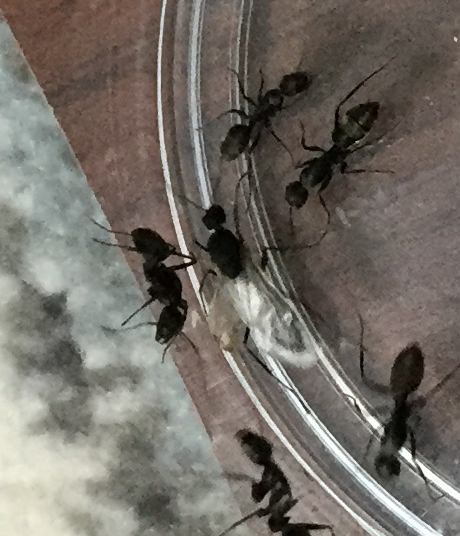 クロオオアリのオス